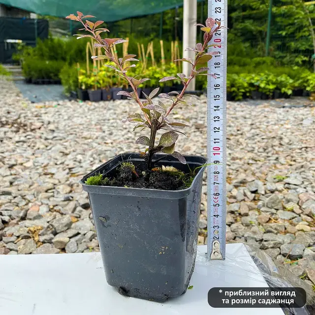 Ол жағажайда көкірекшесін шешіп алды Секс машинасы бар хардкор