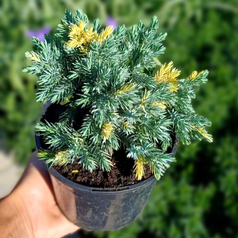 Ялівець лускатий Флореант (Floreant), ЗКС у горщиках 1.0 л