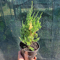 Ялівець вертикальний Стрікта Варієгата (Stricta Variegata), ЗКС у горщиках 1.5 л