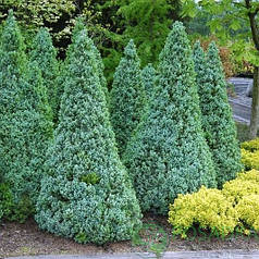 Ялина канадська Сандерс Блю (Sanders Blue), ЗКС в горщиках 1.5 л