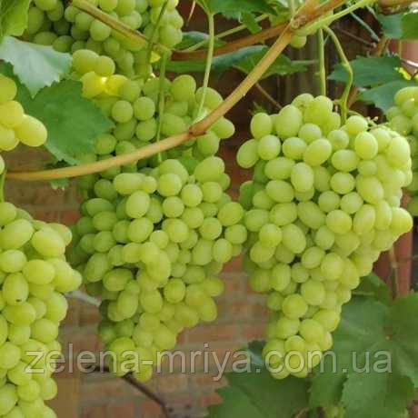 Виноград Вальок, фото 1