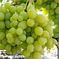 Виноград Вальок, фото 2