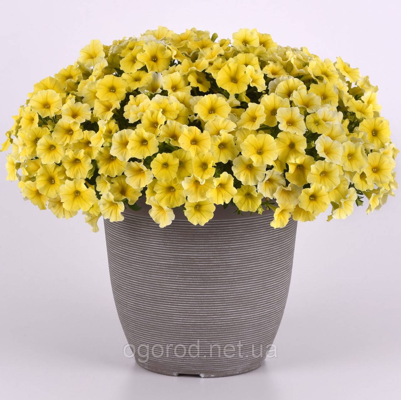 Петхоа Caliburst Yellow 5 шт Pan American