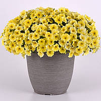 Петхоа Caliburst Yellow 5 шт Pan American