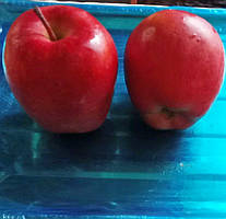 Яблуня Роял Ред Делішес (ММ106). Зимовий сорт. (ввв)