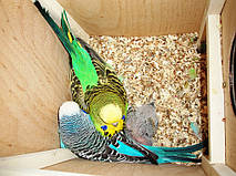 Наші Виставкові папуги ЧЕХІ. 2