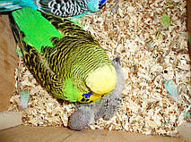 Наші Виставкові папуги ЧЕХІ. 3