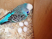 Наші Виставкові папуги ЧЕХІ. 4