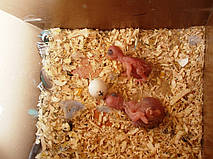 Наші Виставкові папуги ЧЕХІ. 6