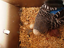 Наші Виставкові папуги ЧЕХІ. 5