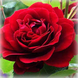 Троянда плетиста Амадеус (Amadeus)