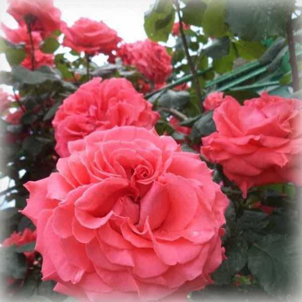 Троянда штамбова Ді Ді Бріджуотер (Dee Dee Bridgewater), фото 1