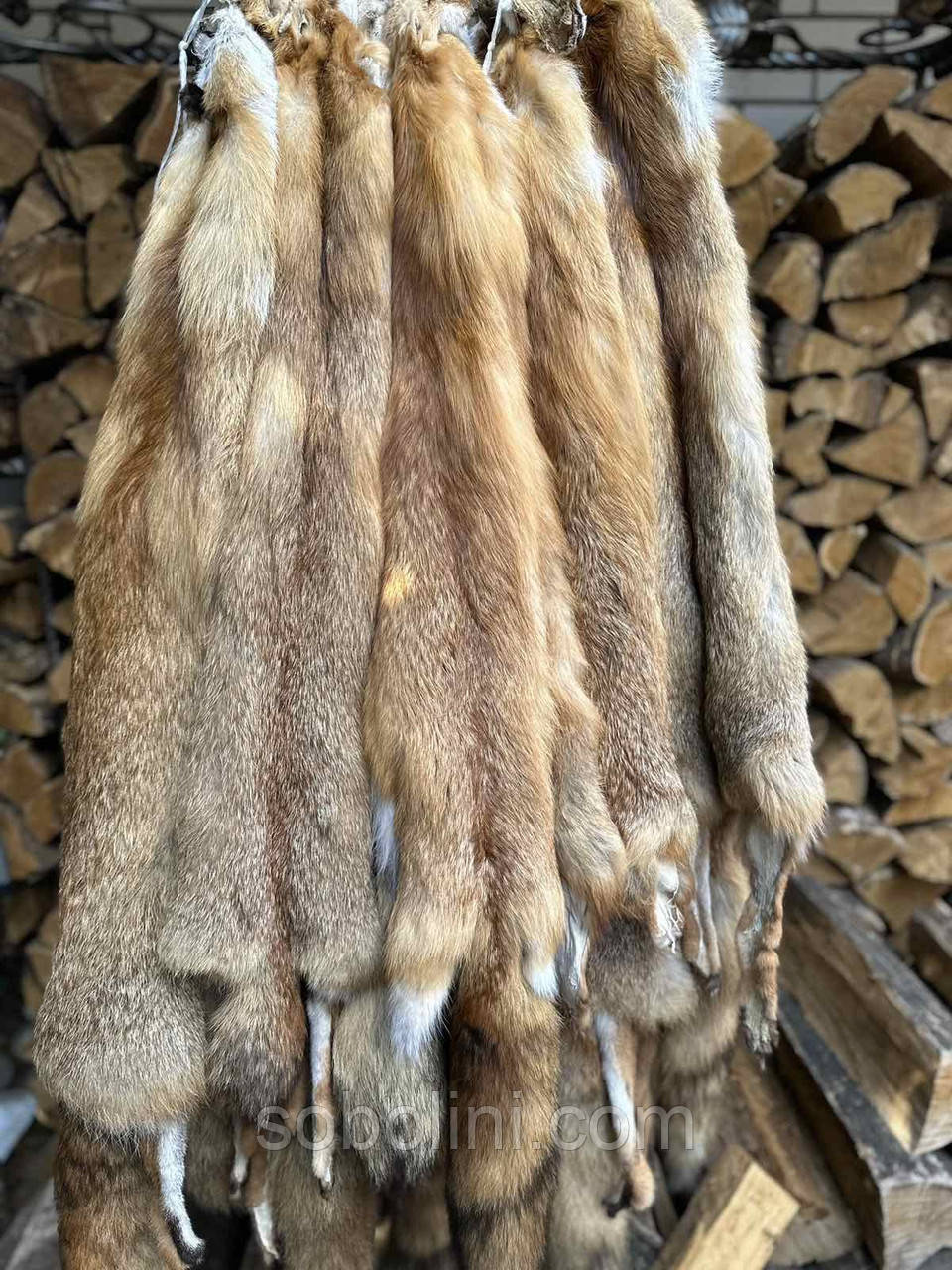 Лисиця, фото 1