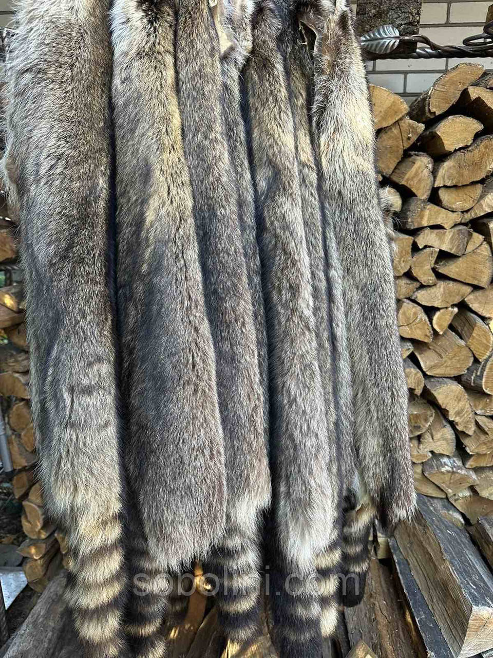 Енот, фото 1