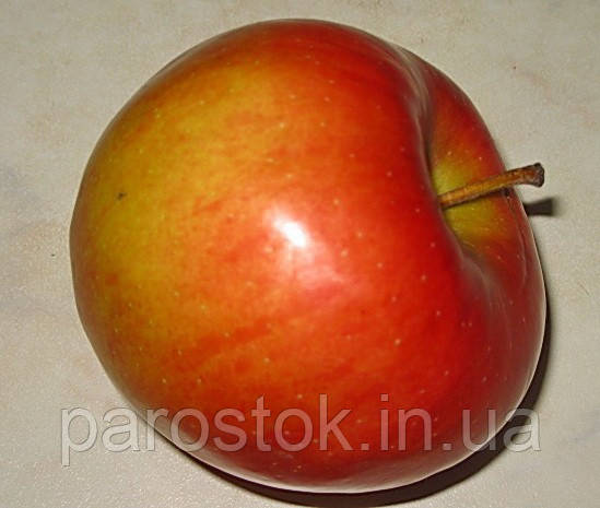 Яблоня Чемпіон Арно. (ММ106) Раннезимовий сорт. Однорічний, фото 1