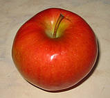 Яблоня Чемпіон Арно. (ММ106) Раннезимовий сорт. Однорічний, фото 2