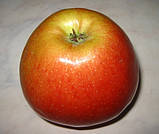 Яблоня Чемпіон Арно. (ММ106) Раннезимовий сорт. Однорічний, фото 3