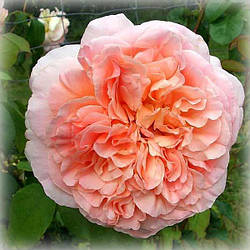 Троянда плетиста Папі Дельбар (Papi Delbard)