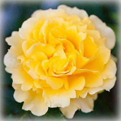 Троянда плетиста Рімоза Клаймінг (Rimosa Climbing)