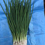 Грінпік F1 (10 000 нас.) насіння цибулі зеленої Spark Seeds, фото 2