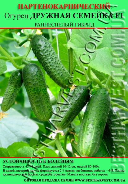 Насіння огірка "Дружна сімейка F1" 50 г (партенокарпічний)