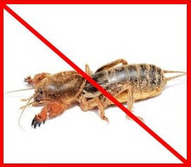 Засоби від капустянки