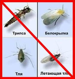 Інсектициди від попелиці, листовійки, гусениць та ін. шкідників