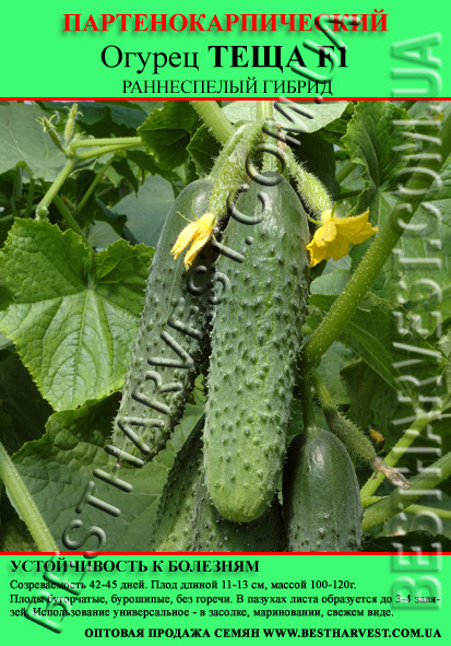 Насіння огірка "Теща F1" 50 г (партенокарпічний)