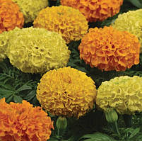 Чорнобривці Pan American Taishan Mix 1000 шт