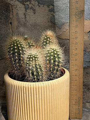 Кактус Мікрантоцереус 17*10см, фото 3