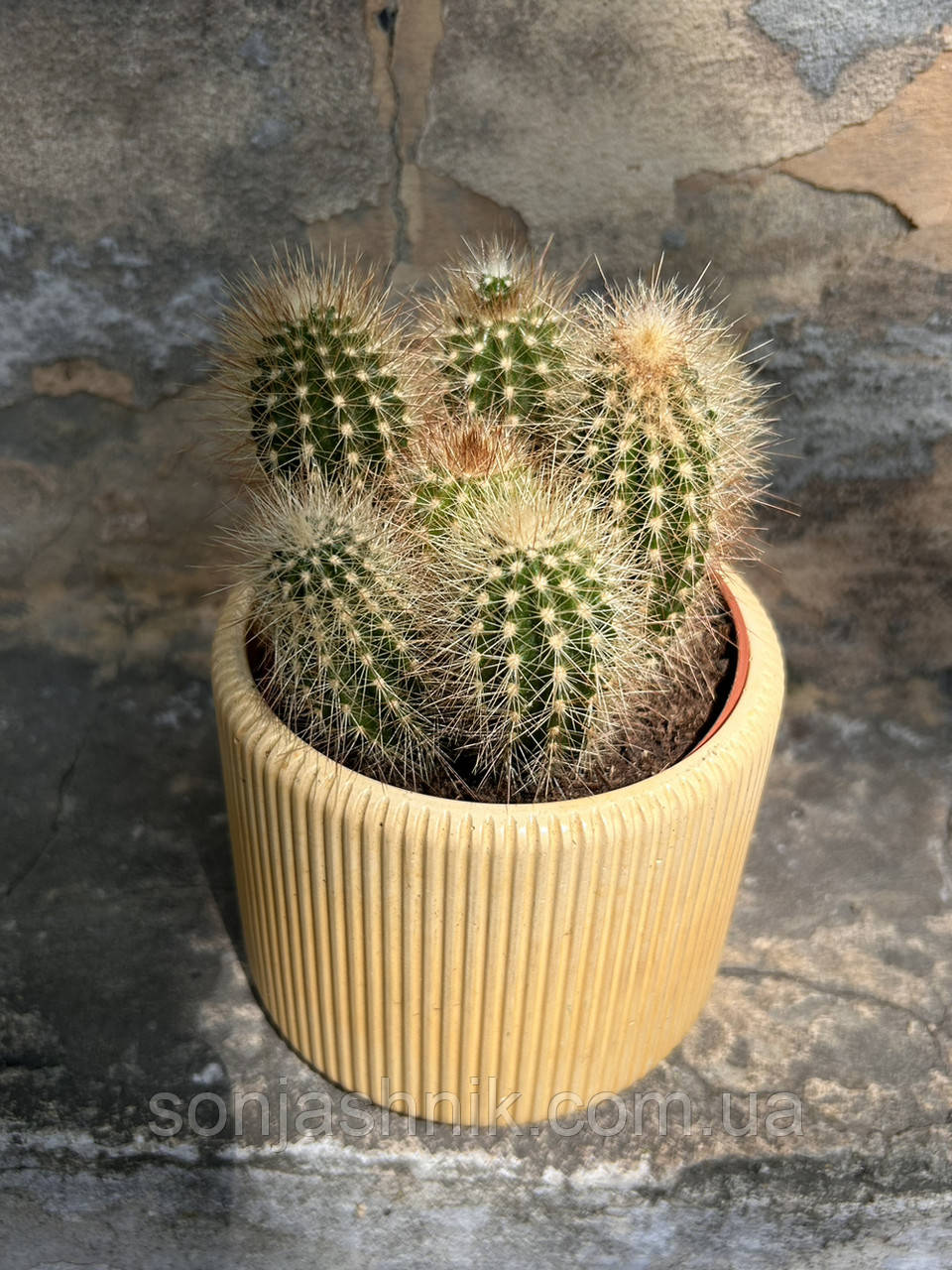 Кактус Мікрантоцереус 17*10см