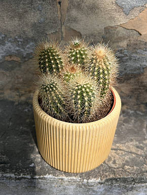 Кактус Мікрантоцереус 17*10см, фото 1