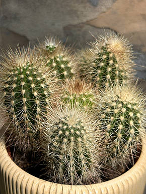 Кактус Мікрантоцереус 17*10см, фото 2