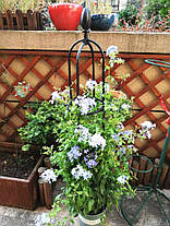 Металева пергола для троянд Cultivo чорний, фото 3