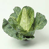 Насіння капусти конічної