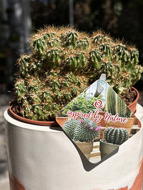 Кактус Cereus repandus 18*16 см, фото 3