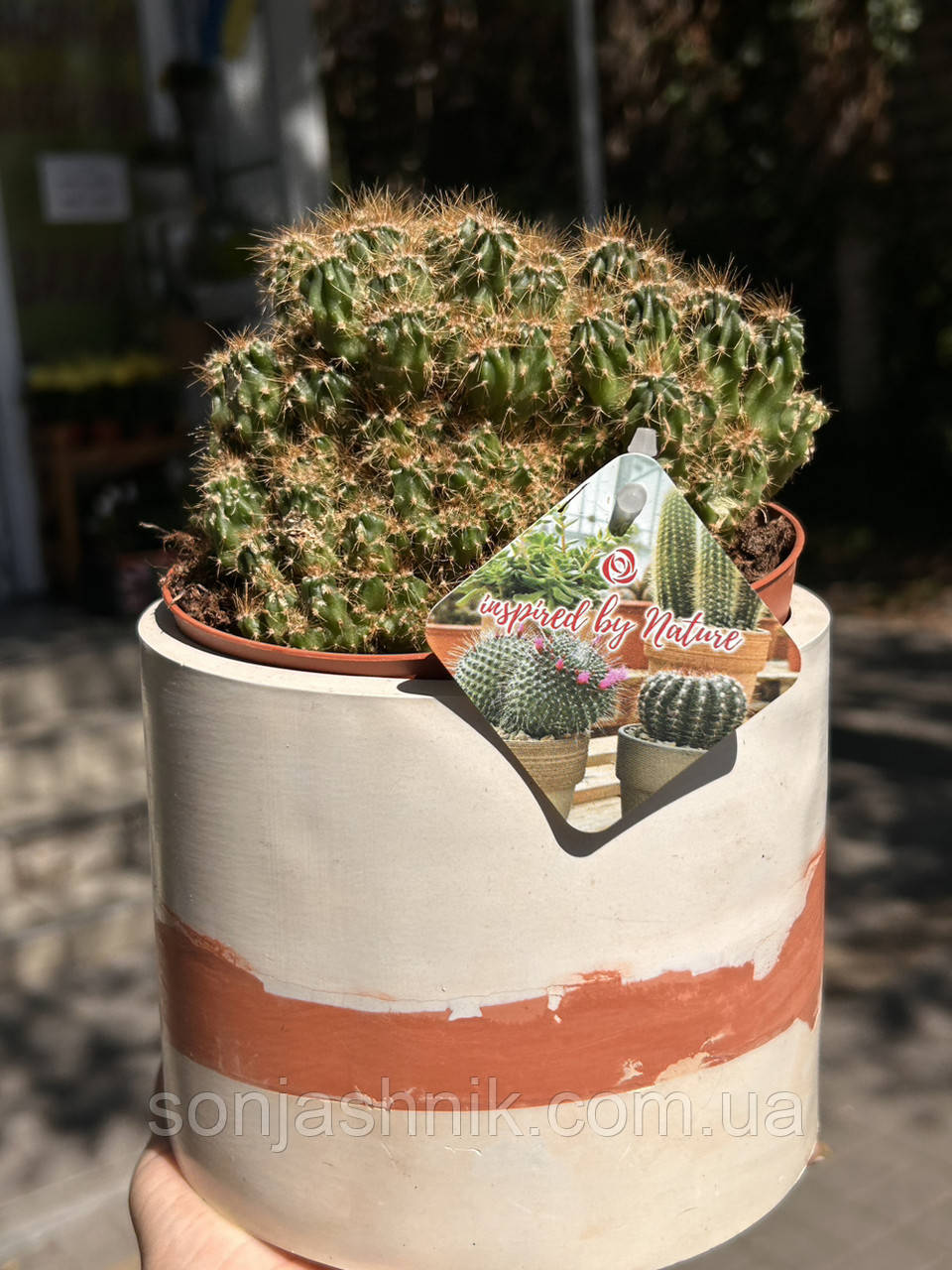 Кактус Cereus repandus 18*16 см