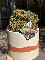 Кактус Cereus repandus 18*16 см