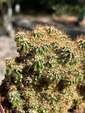 Кактус Cereus repandus 18*16 см, фото 2