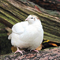 Історія техаського білого перепела (Texas A&M Quail) – селекція, поширення, перспективи