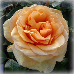 Троянда плетиста Сьюзі (Suisie)