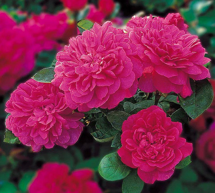 Троянда Sophy's Rose (Софіз Роуз), фото 1