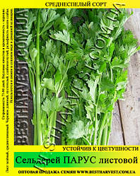 Насіння селери Парус, листової 0,5 кг