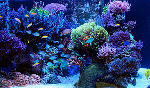 Sylvania Coralstar(для росту коралів)