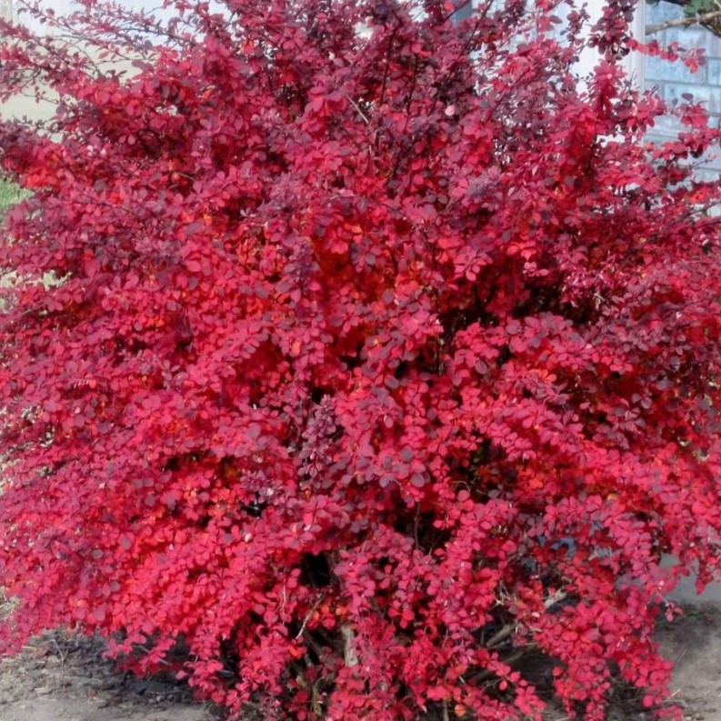 Барбарис тунберга Ред Джевел (Red Jewel), ЗКС у горщиках 1.5 л