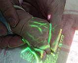 Система кольорової візуалізації вен портативна Медапаратура, фото 4