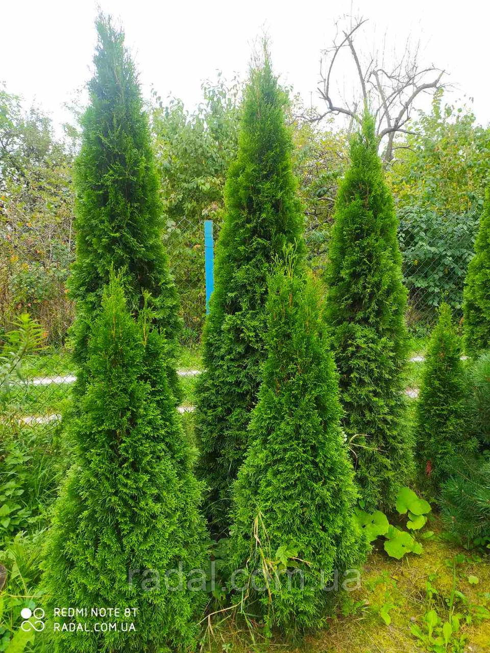 Туя західна Смарагд 200-220 см з комом (Thuja occidentalis Smaragd)