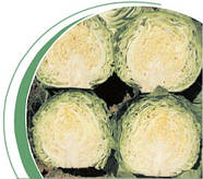 Насіння капусти середньоранньої