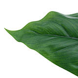 Штучне листя Engard Spathiphyllum 65 см (DW-33), фото 9
