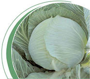 Насіння капусти середньопізньої